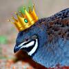 thekingquail2