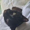 onyxcats