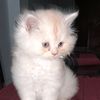 alamgir924490720