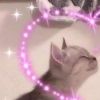 kittyuwucat