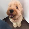 freddythedug