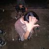 delpin_son