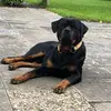 maxderrottweiler