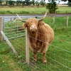 highland_cow0