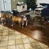 dogdad4313