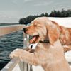 _analazarova