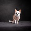 cream_the_tiny