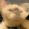 meowsymix