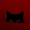 aqeelaanf_