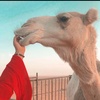 راعية البل 🐪