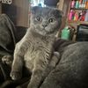 meshe_90