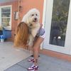 sir.remington.the.doodle