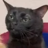 drymalv