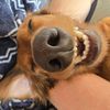 deermyster