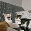 oksym0r0n