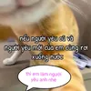 buiduynhat11