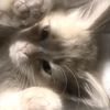 kittycatgiirl