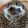 hans_the_hog