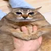 banumaisuport