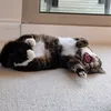 ezzytee