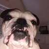 thelifeofpumpkin