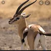 _lagazelle_