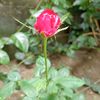 nani_susilowati1111