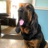 mudflapthebloodhound