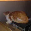 axocha