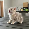 _hieuhan_