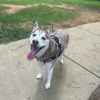 gillythehusky_justin