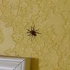 mespider