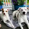 pawsnprovisions