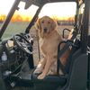 goldendog0617