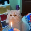lil.kamiz