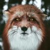 zfoxfix