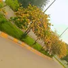 dr.ahmed92h