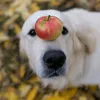 appledoggmania