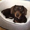 brianthedachshund