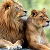 _lion_1986