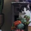 dukemycat