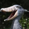 shoebill_yt