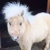 teddytheshetland