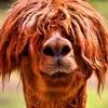snoose7