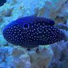 reefman2