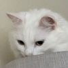 f22.minni