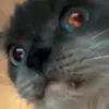 lasagnasparkle