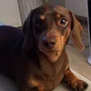 edgarvongoethestein
