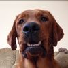 meepmoopi