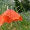 natka_en.12